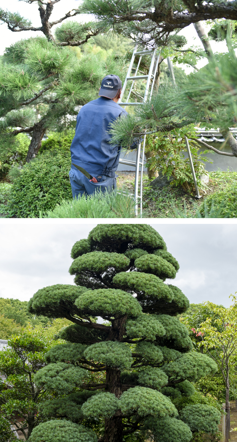 植栽管理　イメージ写真